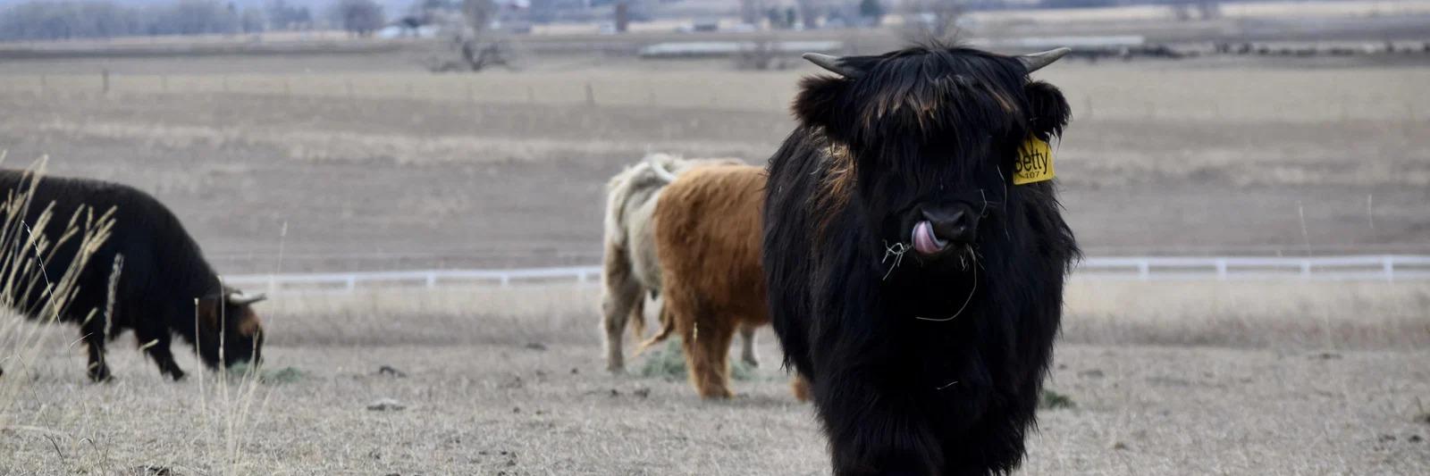 NXT Montana's Betty profile cover image