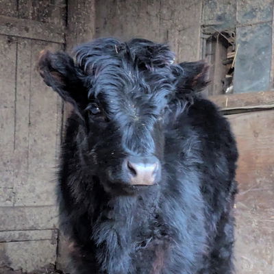 Bonnie profile picture