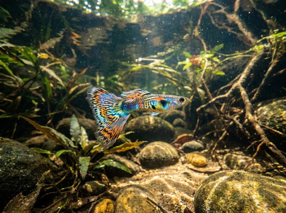 guppy