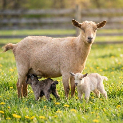 Willow Creek Farm profile picture