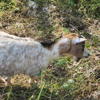 Dolly profile picture