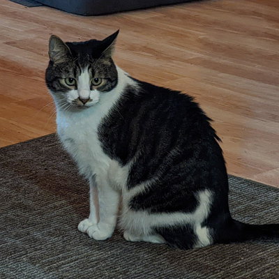 Houdini (Dini) profile picture