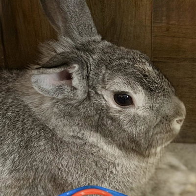 Oliver profile picture