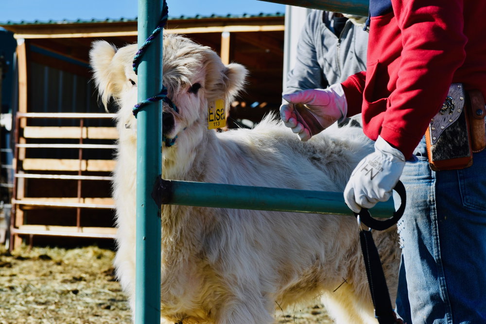 Colorado Cattle Boarding, photo 2