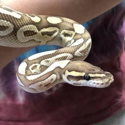 Daliah profile picture