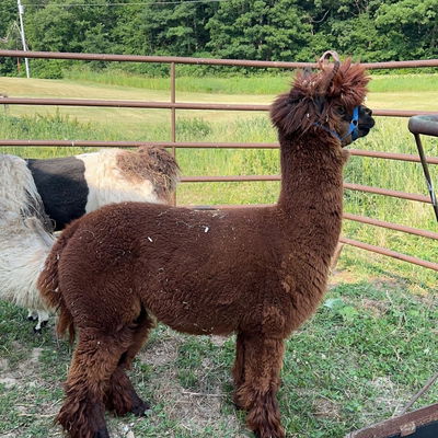 PPWI Chaco profile picture