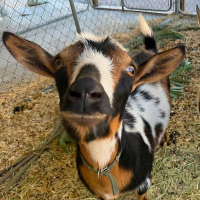Lily profile picture