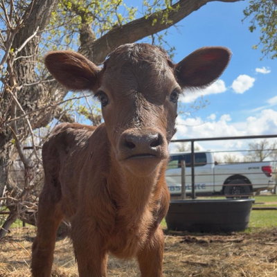 BB Rosie profile picture