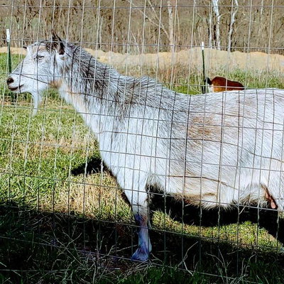 Bashan Farm Penelope's Riot AR 1*M/1*D profile picture