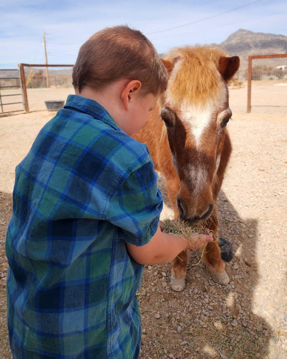 Donkeys of Pahrump Private Tour, photo 6