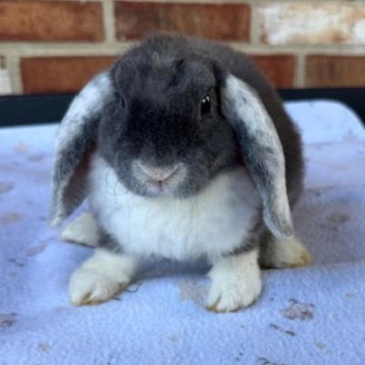 Indy profile picture