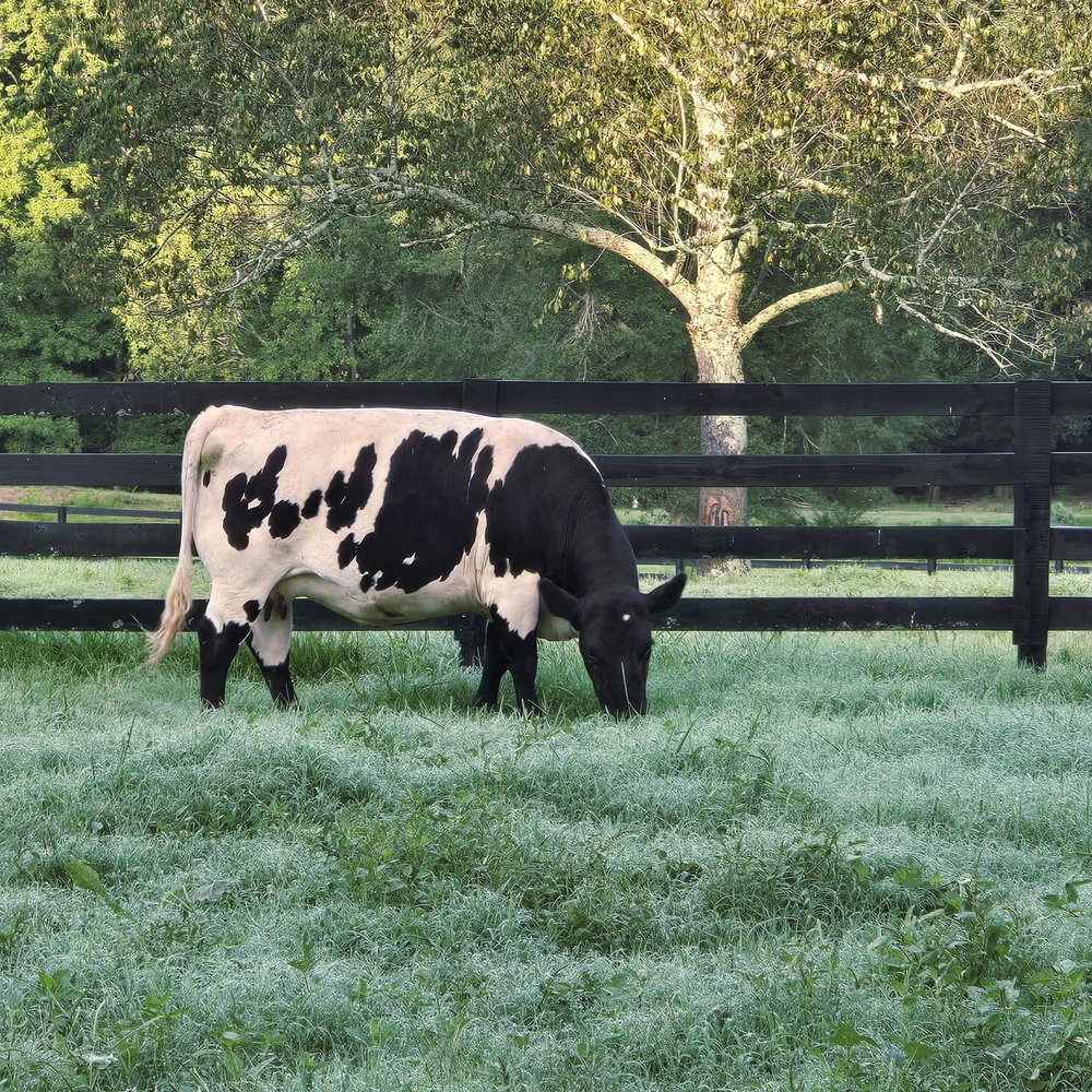 Stella Moo Moo, photo 1