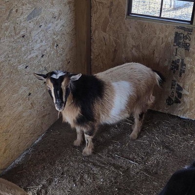 Rau D Ranch Bingo (AKA Painted Lady) profile picture