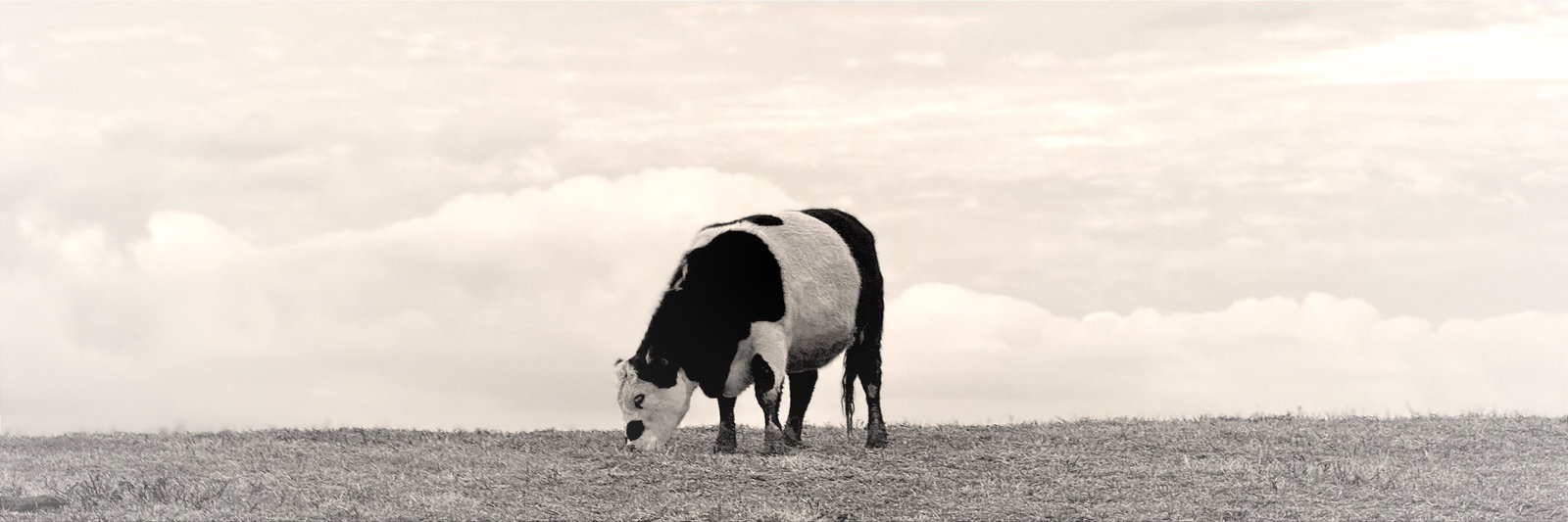 Morgan White profile cover image