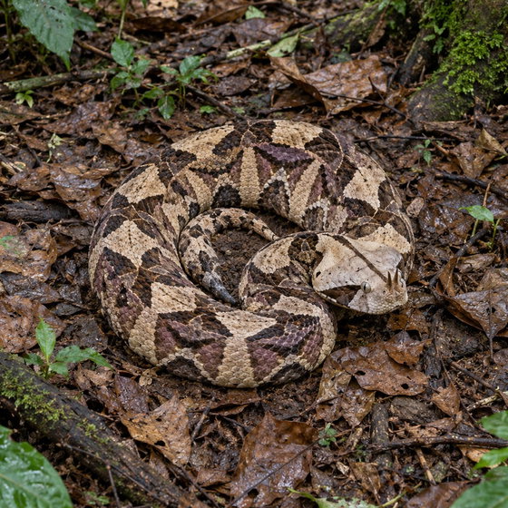 western Gaboon viper