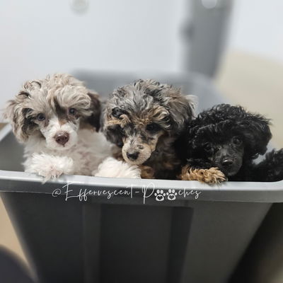 Effervescent-Pooches profile picture