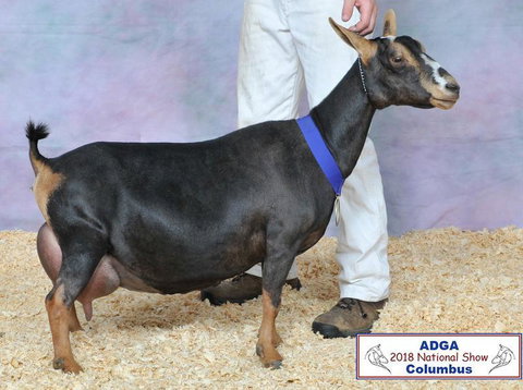 Photo of a Nigerian Dwarf goat recorded as swiss marked