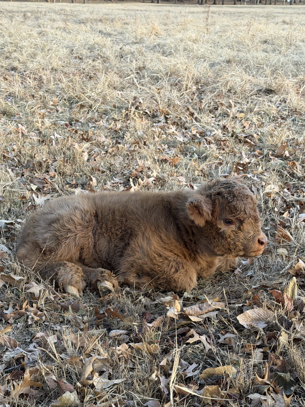 A Peculiar Farm Thing, photo 7
