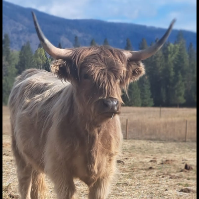 Spice profile picture