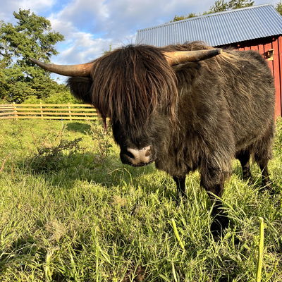 Gypsy profile picture