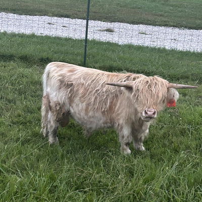 A Peculiar Farm Ewok profile picture