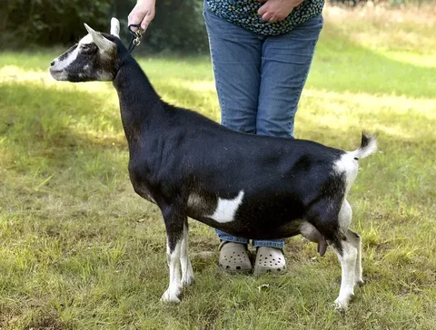 Photo of a Nigerian Dwarf goat recorded as swiss
