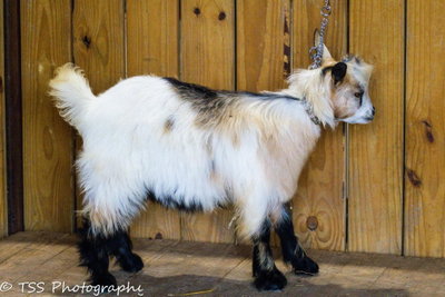 Randolph's Nicolett x Rose Quartz Amadeus Buck/Wether 1 profile picture