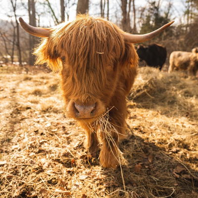 Rose profile picture