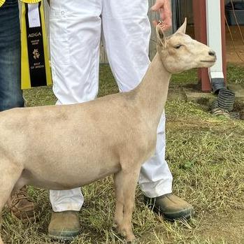 GCH Lt-Farm TD Calamity Jane 5*M
