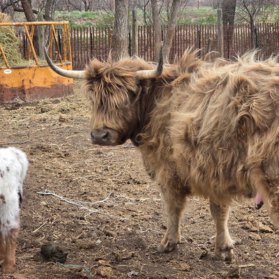 Mocha profile picture