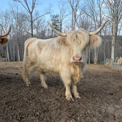 Delta Dawn profile picture