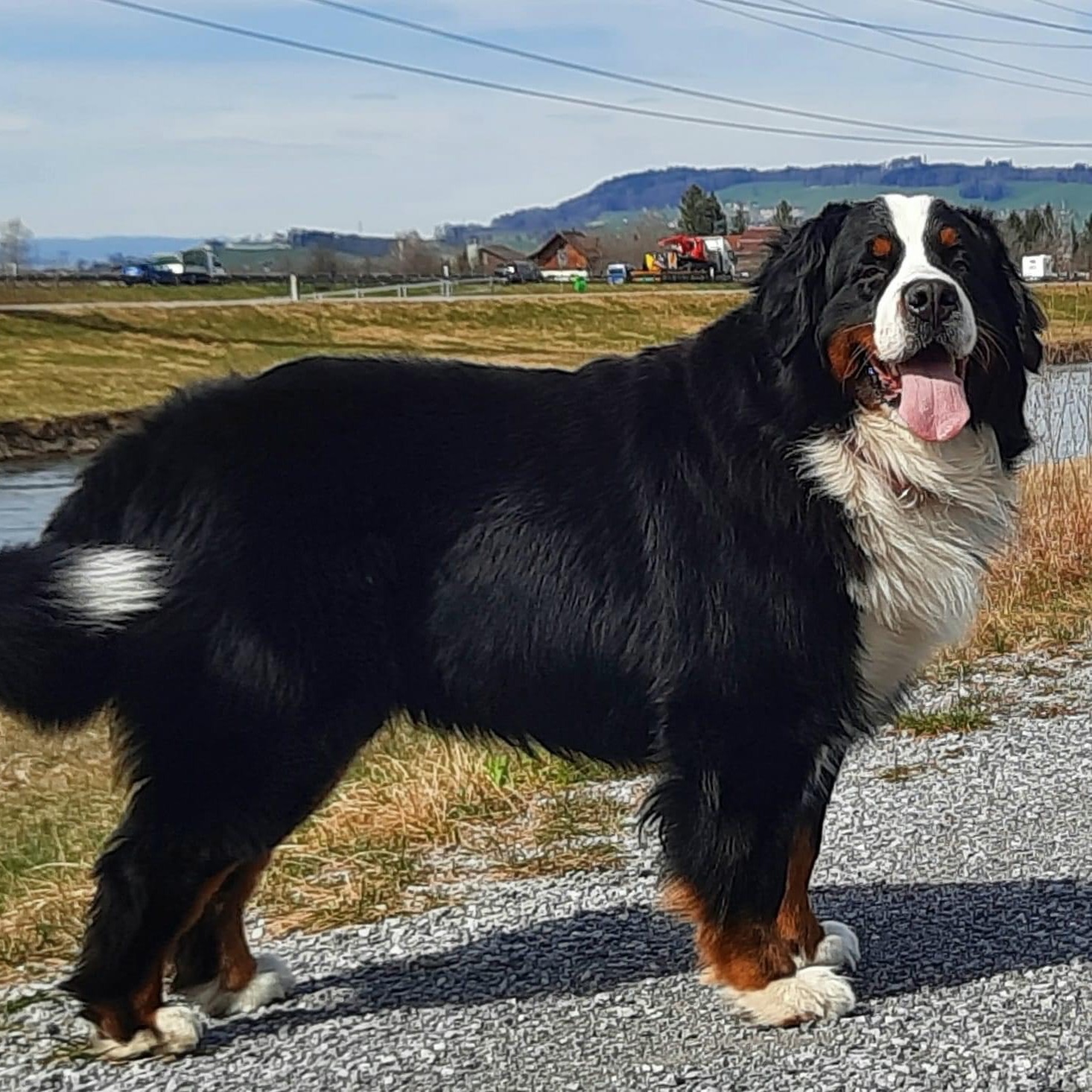 Whisky profile picture