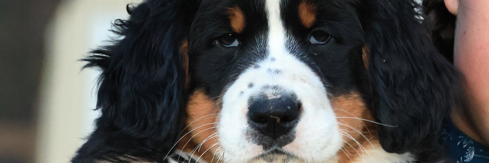 Sasha profile cover image