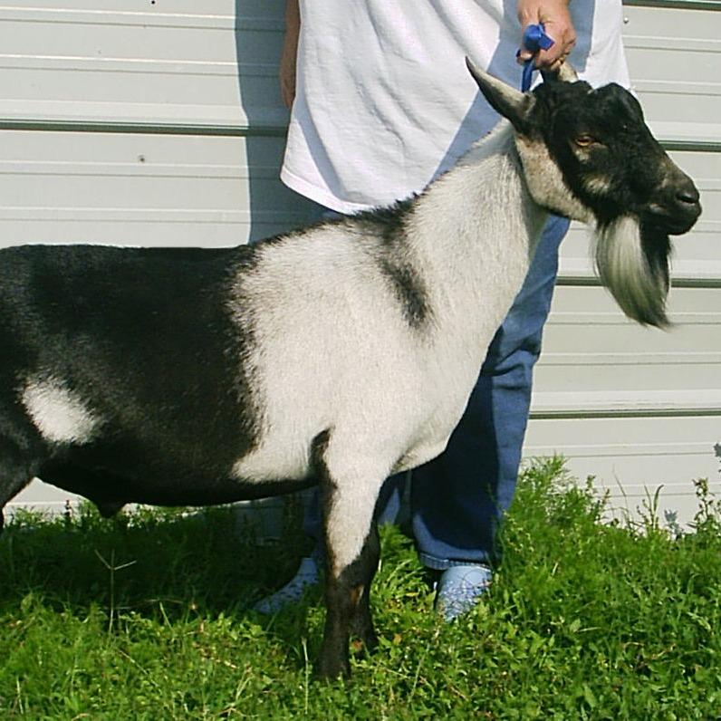 SG NC Promisedland Ram-Beau ++*B