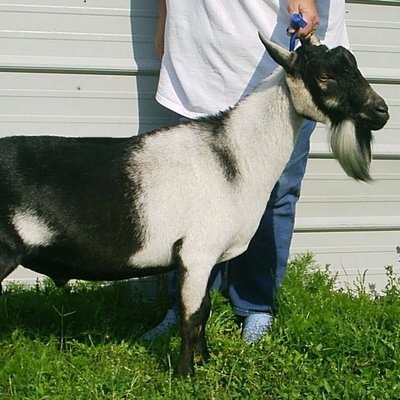 SG NC Promisedland Ram-Beau ++*B profile picture