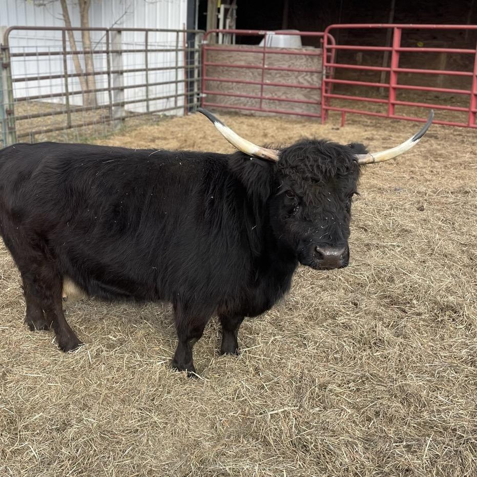 A Peculiar Farm Robyn