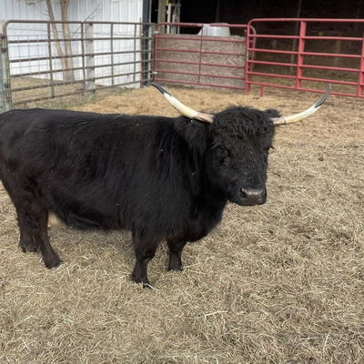 A Peculiar Farm Robyn profile picture