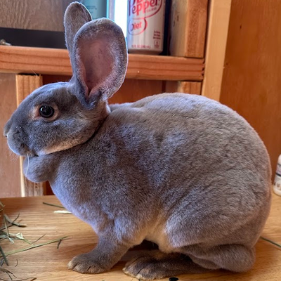 Pepsi profile picture