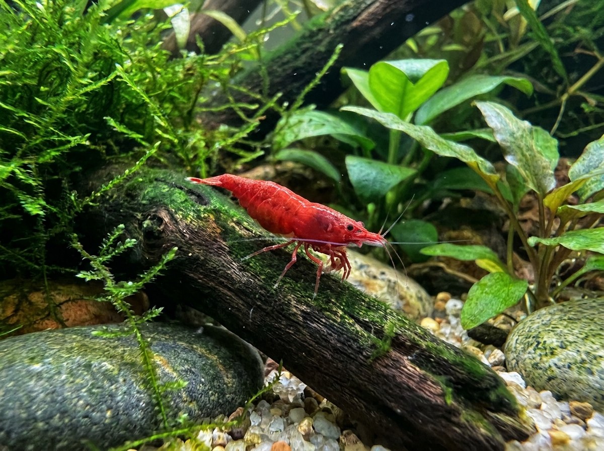 Painted Fire Red