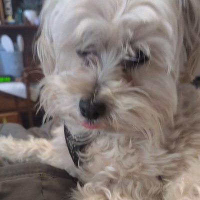 Perky profile picture