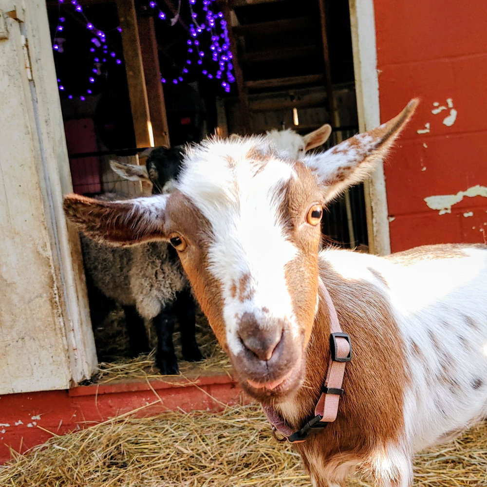 Goat Hangout, photo 3