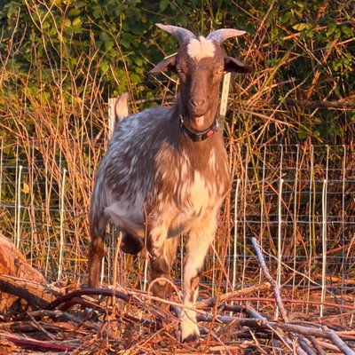 Burlï profile picture