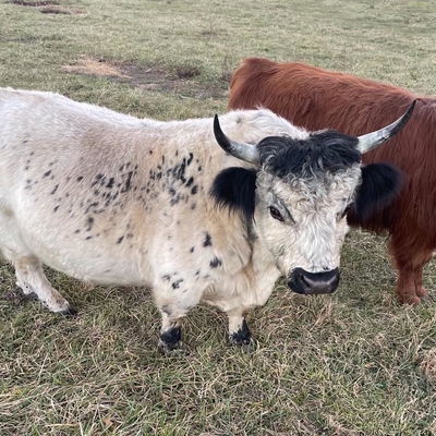 A Peculiar Farm Obsidian profile picture