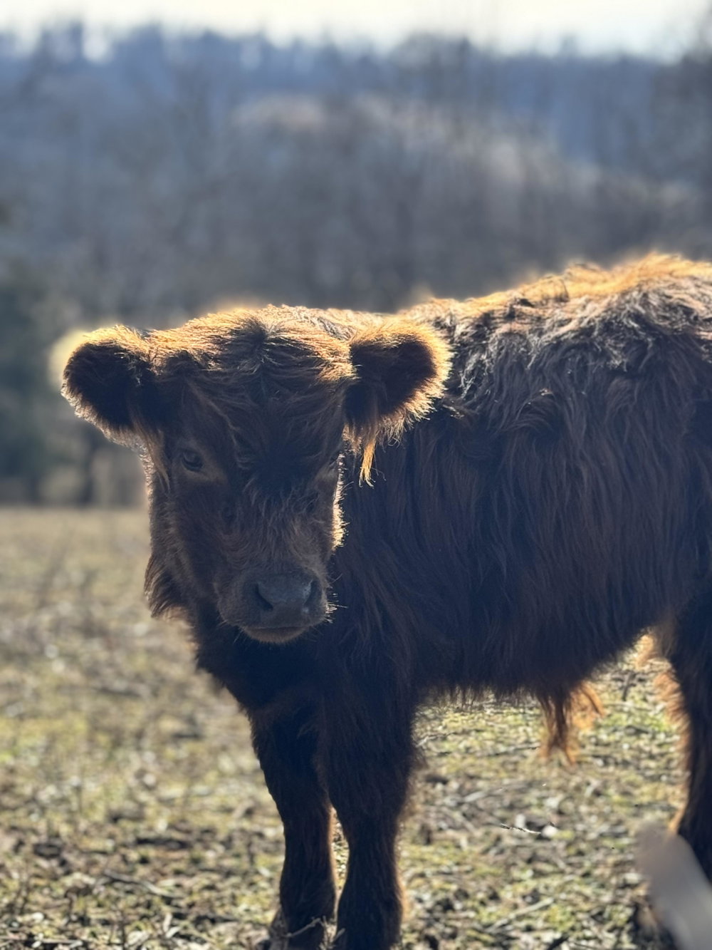 Howdy 🤠, photo 4