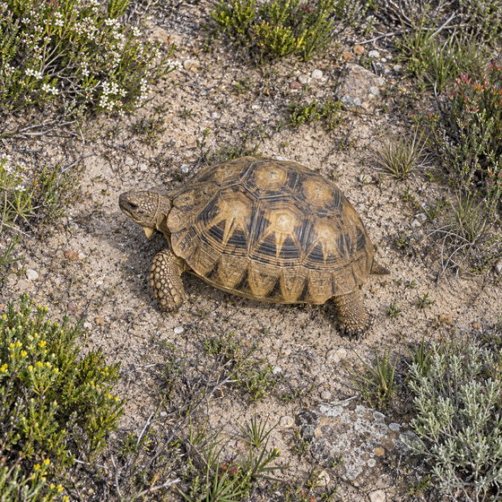 South African bowsprit tortoise