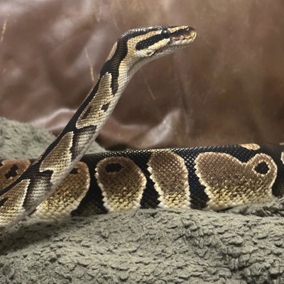 Mr. Slithers profile picture