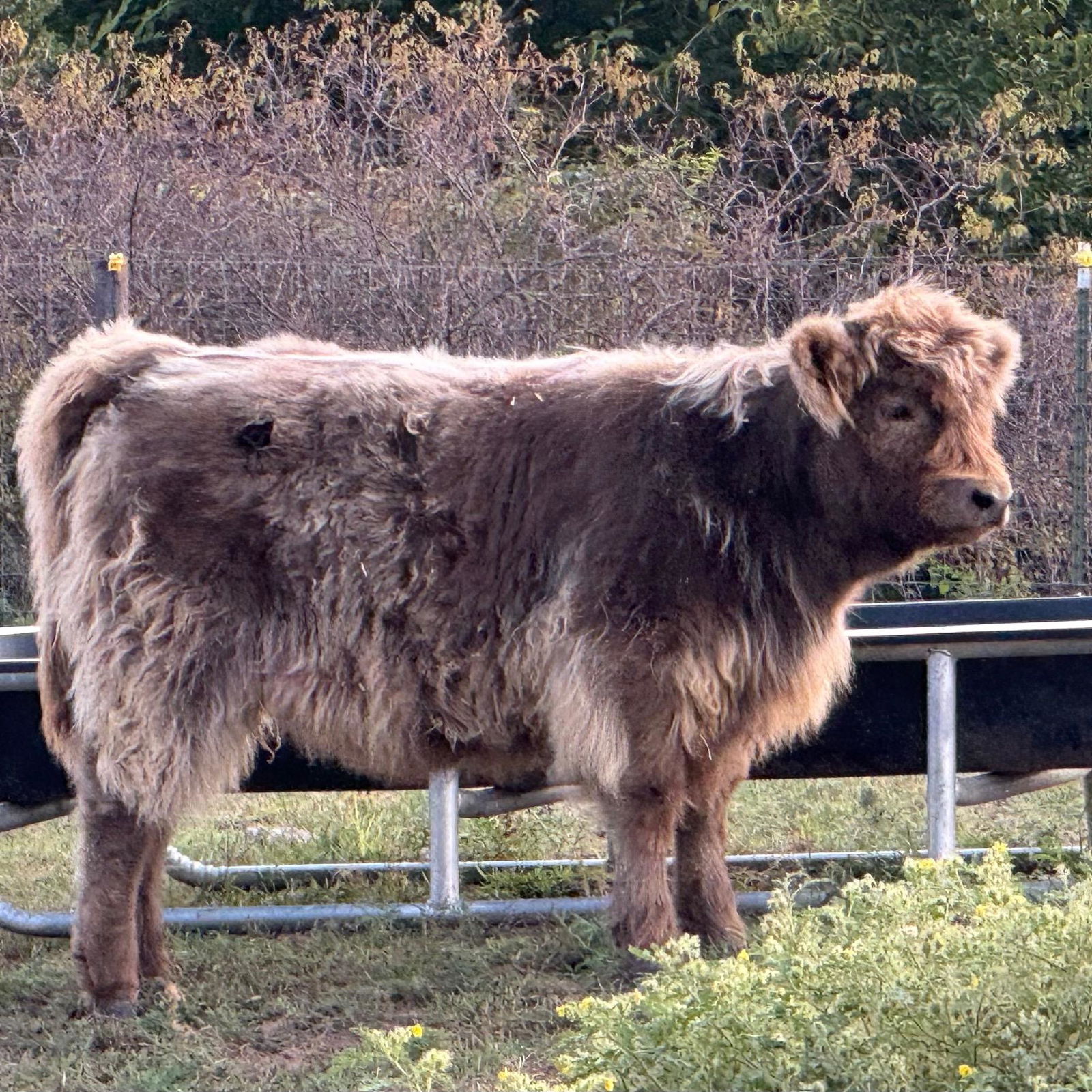 JCA Let Your Star Shine