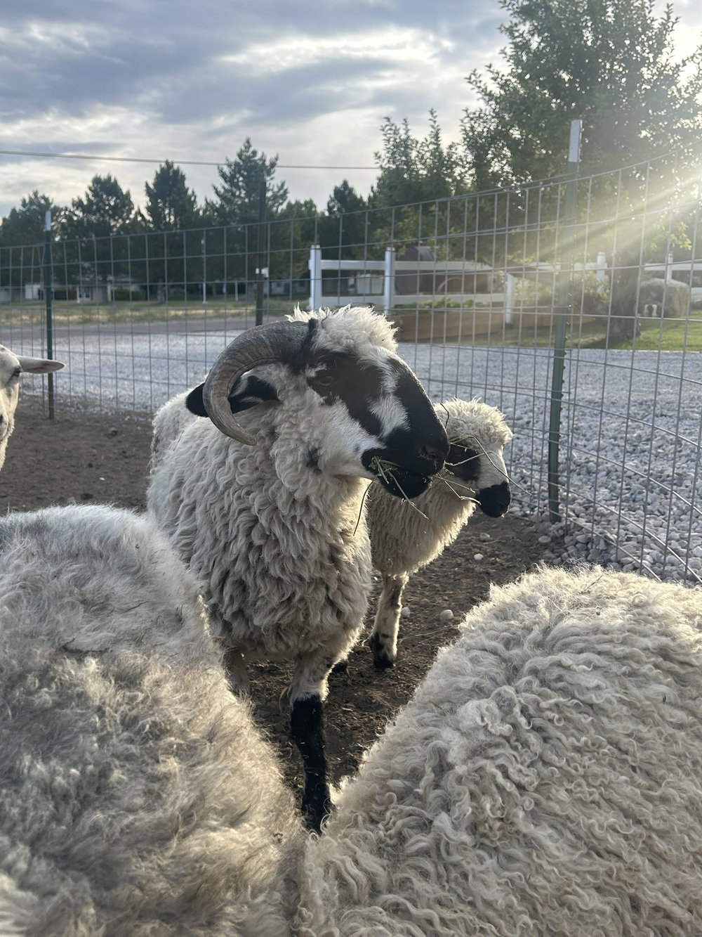 Valais starter herd, photo 11