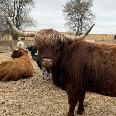 Louise profile picture