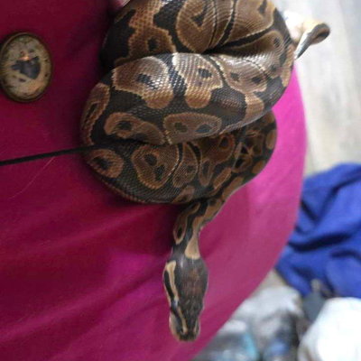 Nerthus profile picture